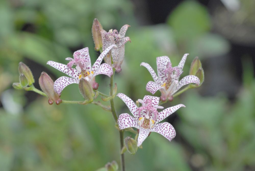 Liliaceae Tricyrtis hirta