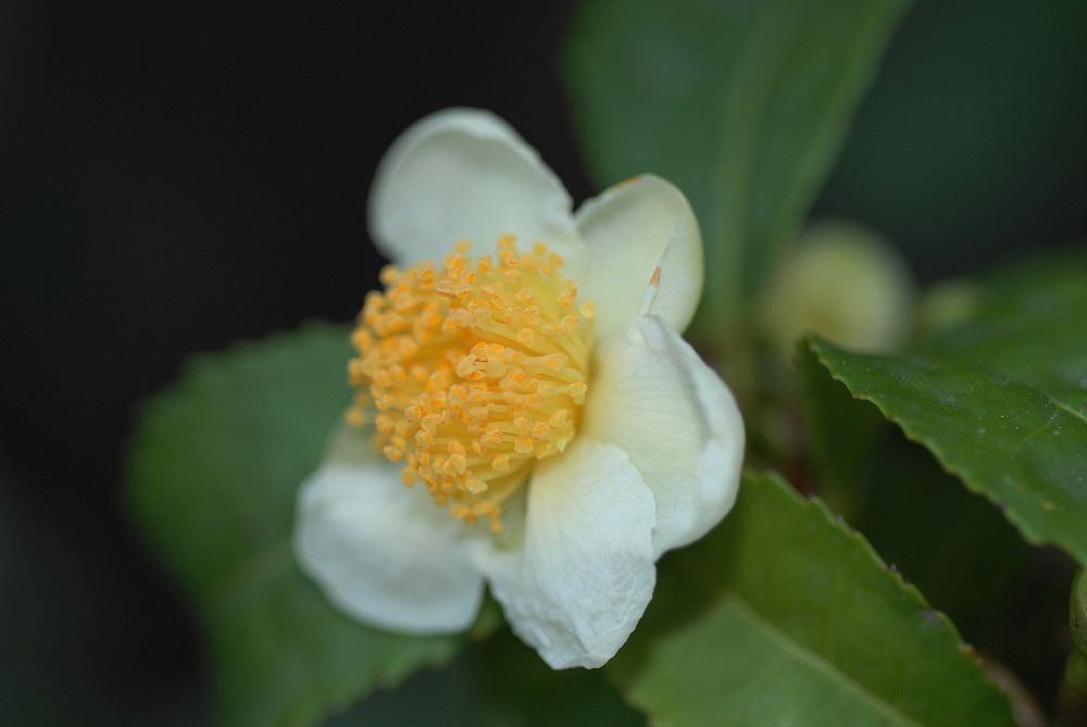 Theaceae Camellia sinensis
