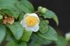 image of Camellia sinensis