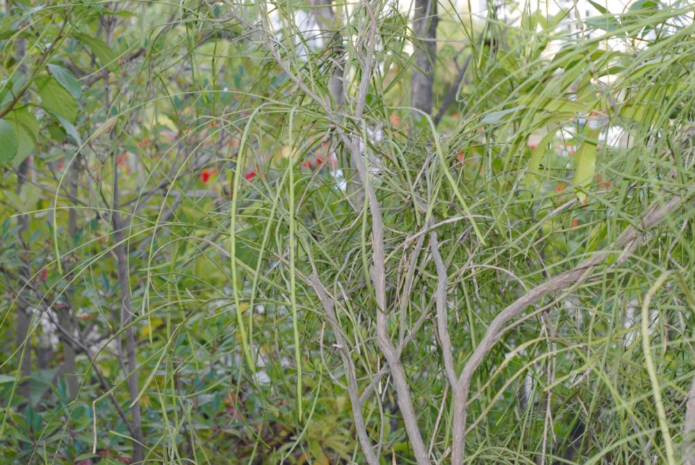 Fabaceae Carmichaelia arborea