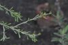 image of Hymenanthera crassifolia