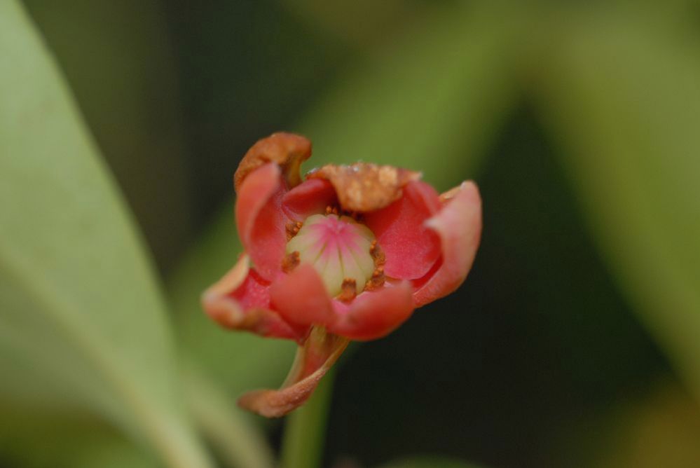 Schisandraceae Illicium lanceolatum