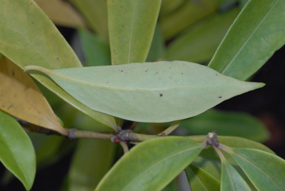 Schisandraceae Illicium lanceolatum