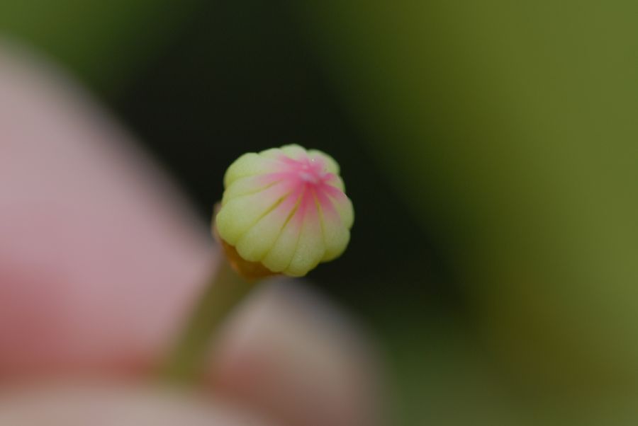 Schisandraceae Illicium lanceolatum