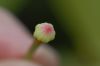 image of Illicium lanceolatum