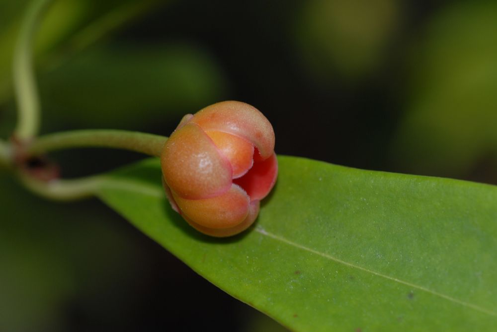 Schisandraceae Illicium lanceolatum