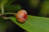 image of Illicium lanceolatum