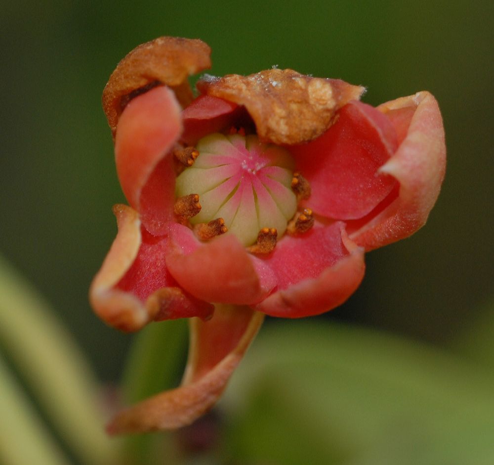 Schisandraceae Illicium lanceolatum