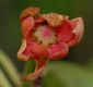 image of Illicium lanceolatum