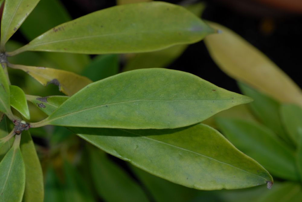 Schisandraceae Illicium lanceolatum