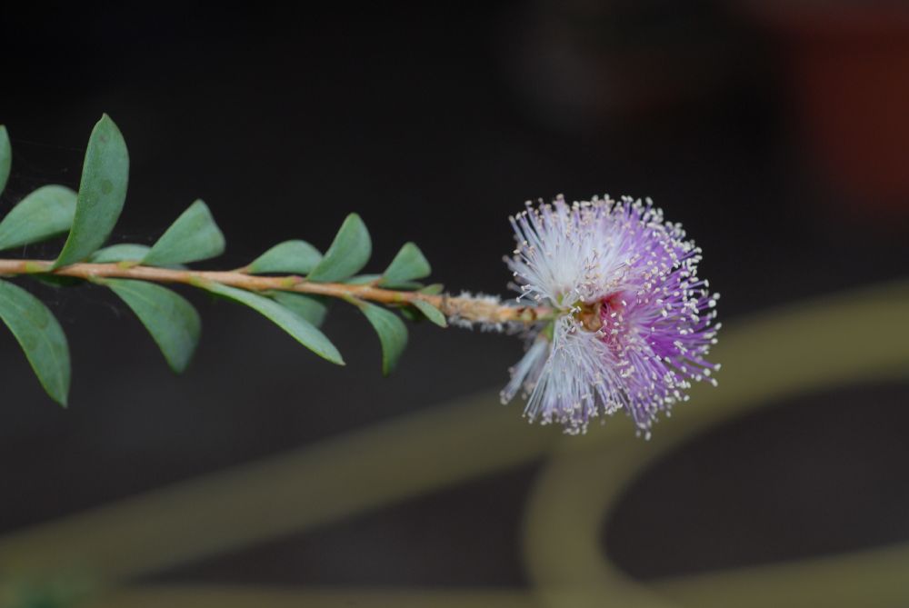 Myrtaceae Melaleuca nesophila