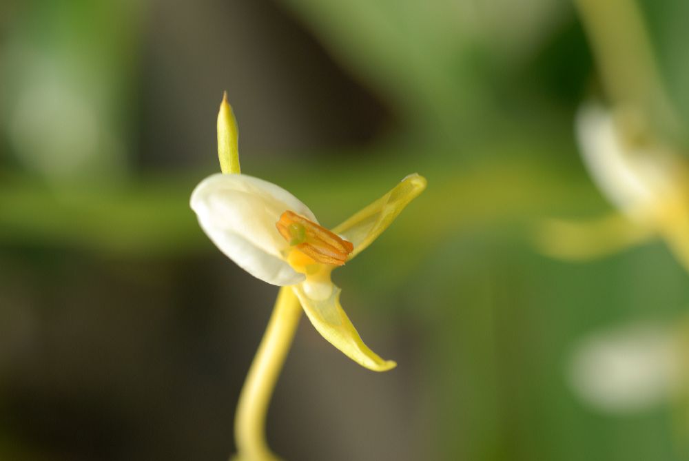 Zingiberaceae Hedychium horsfieldii