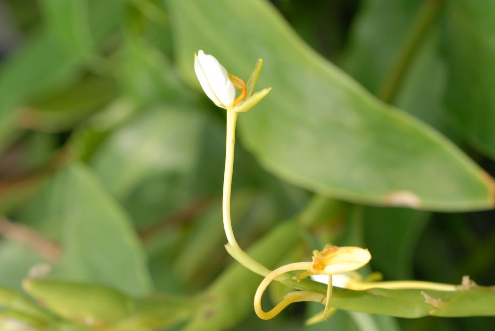 Zingiberaceae Hedychium horsfieldii