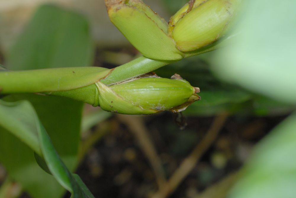 Zingiberaceae Hedychium horsfieldii