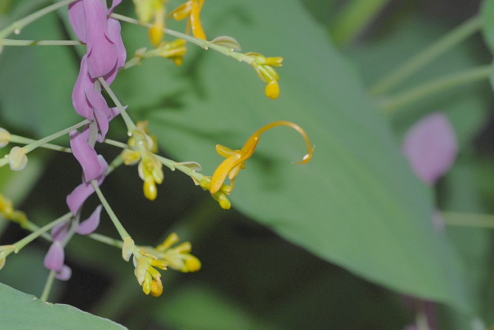 Zingiberaceae Globba winitii