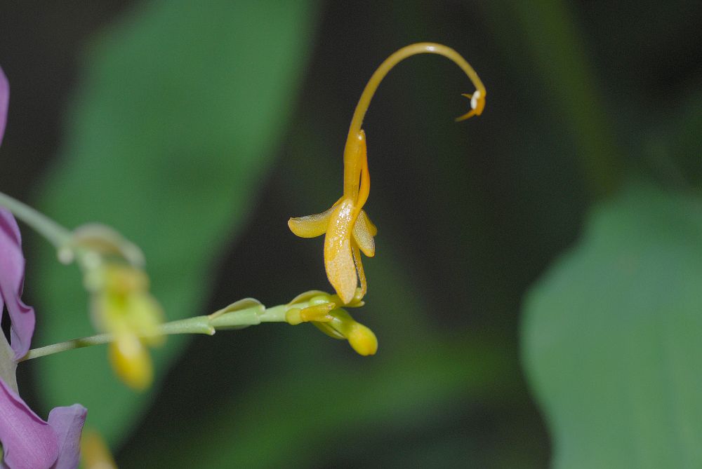 Zingiberaceae Globba winitii