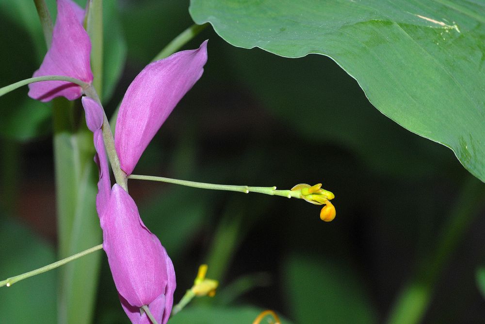 Zingiberaceae Globba winitii