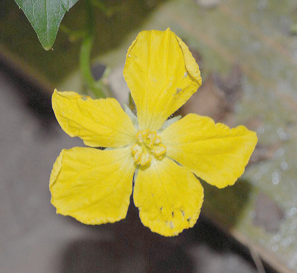 Cucurbitaceae Luffa aegyptiaca