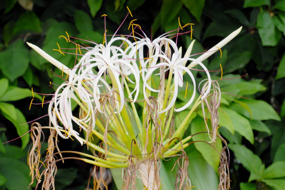 Amaryllidaceae Crinum asiaticum