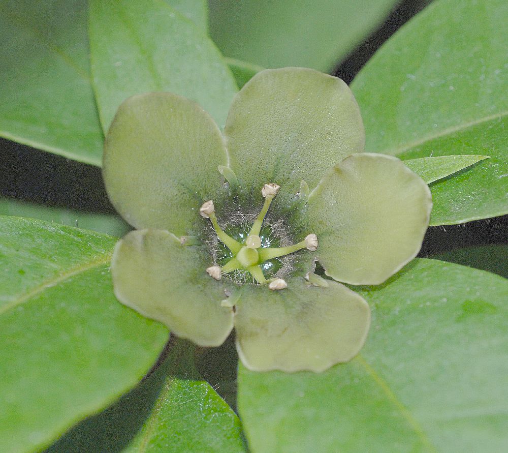 Primulaceae Deherainia smaradigna