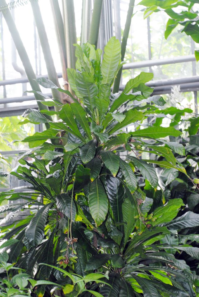 Rutaceae Erythrochiton brasiliensis