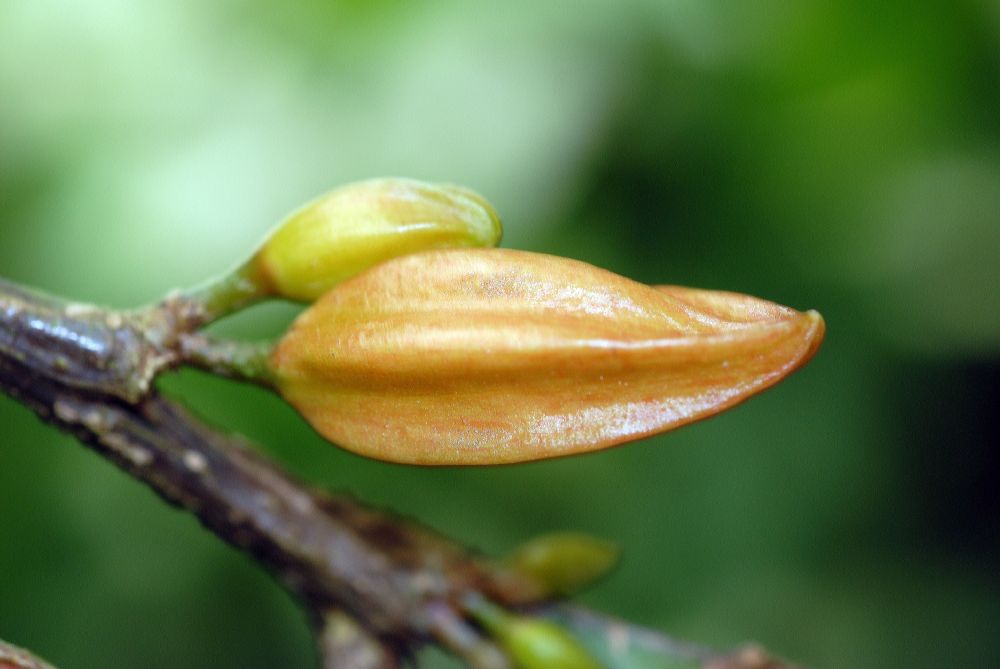 Rutaceae Erythrochiton brasiliensis