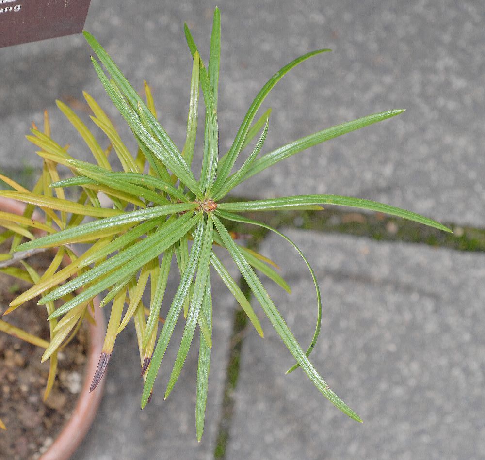 Pinaceae Cathaya argyrophylla