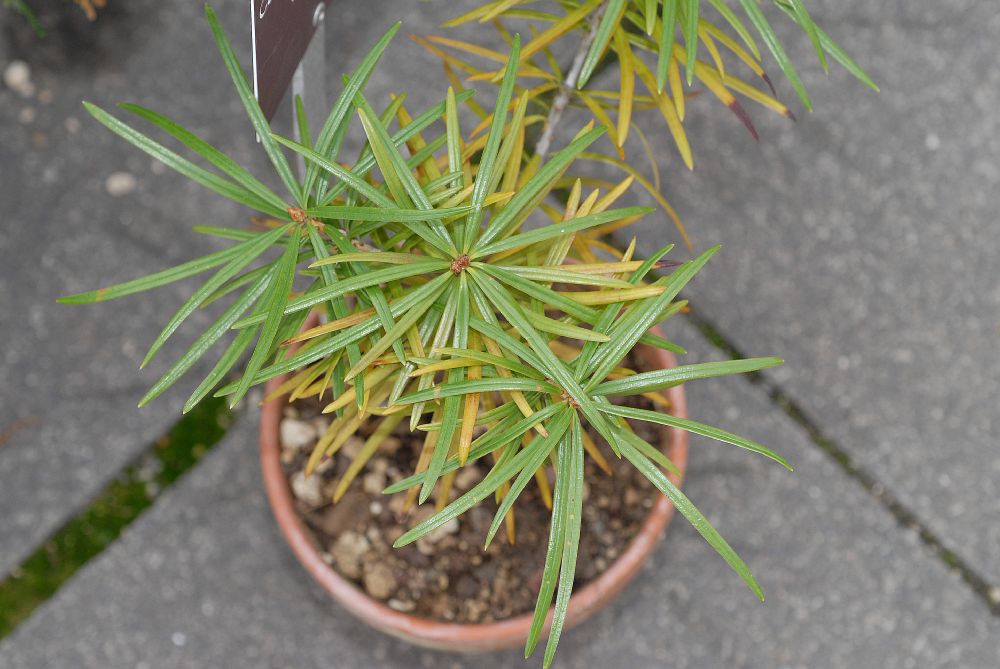 Pinaceae Cathaya argyrophylla