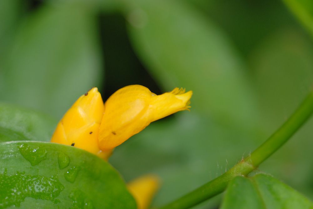 Costaceae Costus lasius