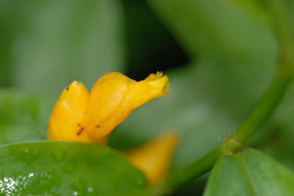 Costaceae Costus lasius