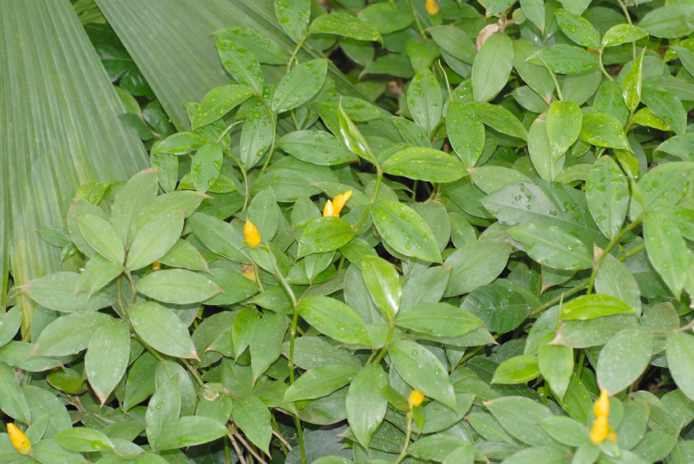 Costaceae Costus lasius