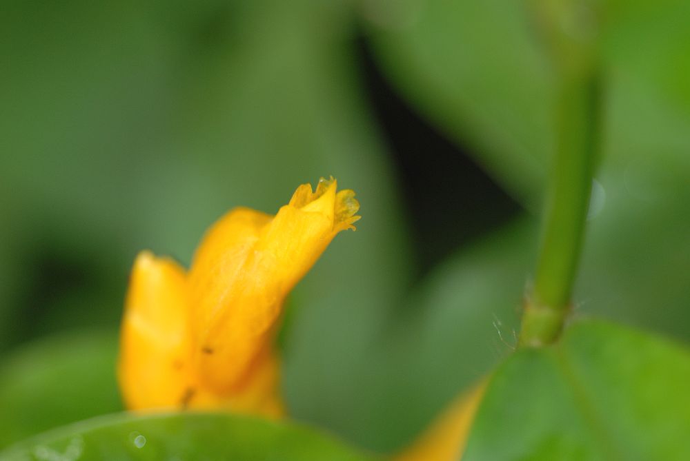 Costaceae Costus lasius