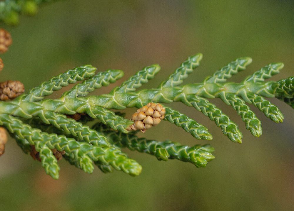 Podocarpaceae Microstrobos niphophilos
