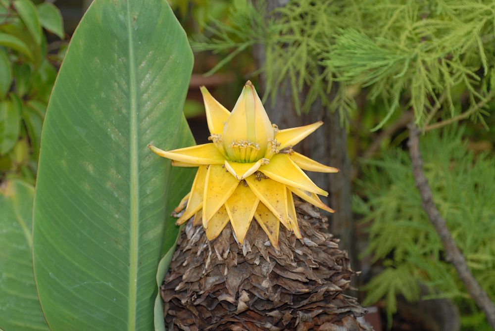 Musaceae Musella lasiocarpa