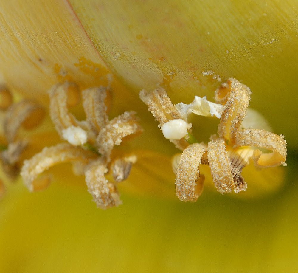 Musaceae Musella lasiocarpa