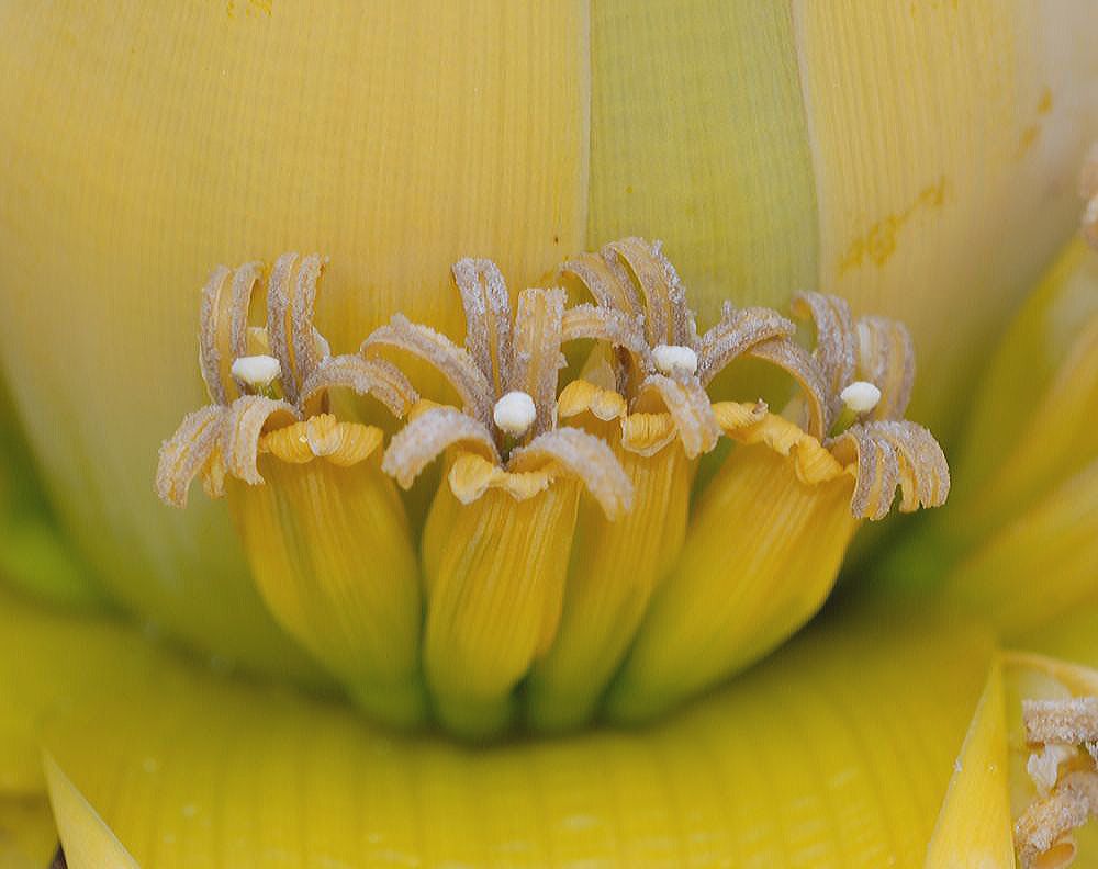 Musaceae Musella lasiocarpa