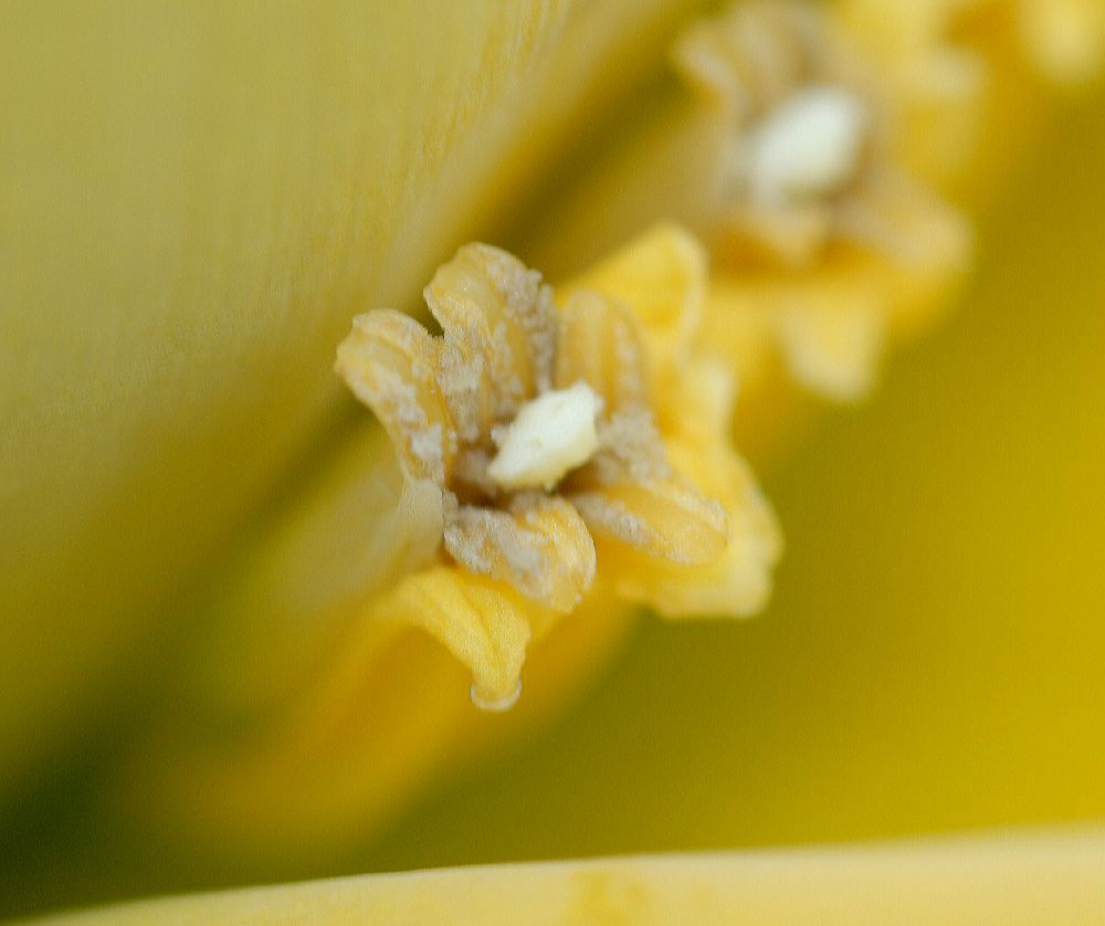 Musaceae Musella lasiocarpa