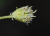 image of Neptunia oleracea