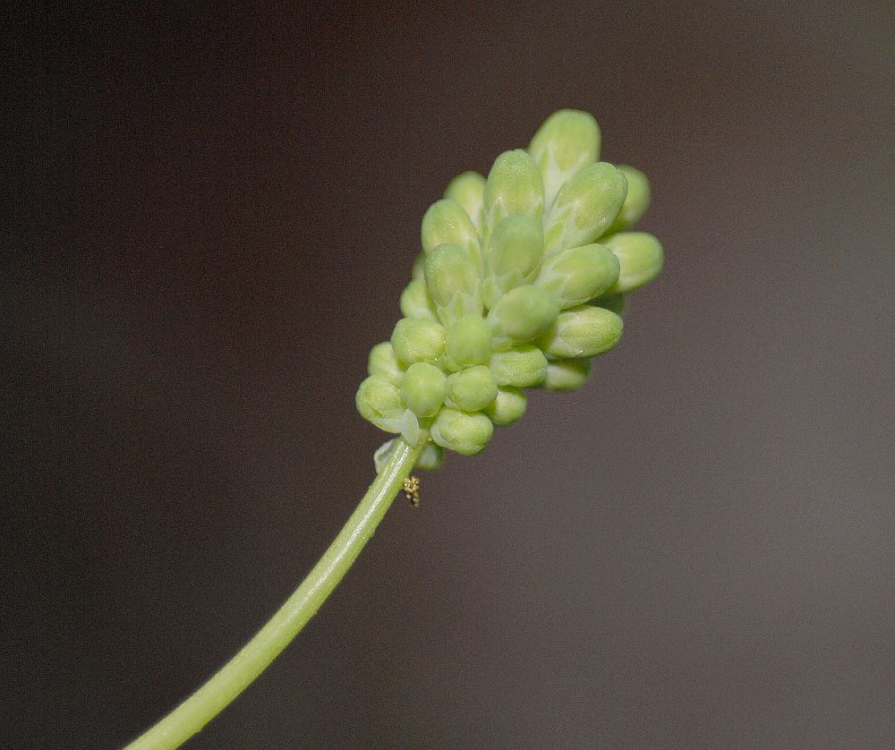 Fabaceae Neptunia oleracea