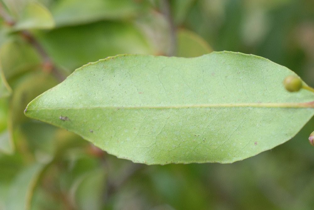 Pentaphylacaceae Visnea mocanera