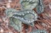 image of Cyclamen hederaefolium