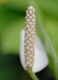 image of Spathiphyllum floribundum