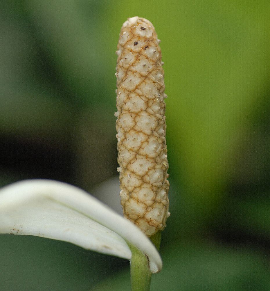 Araceae Spathiphyllum floribundum