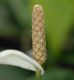 image of Spathiphyllum floribundum
