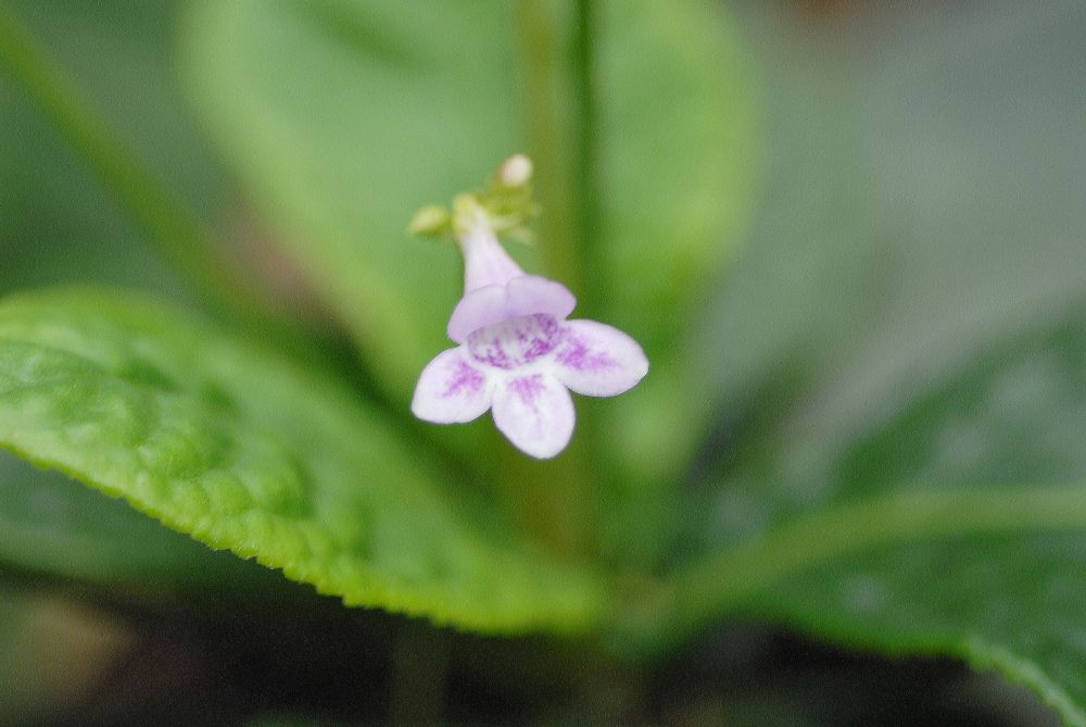 Plantaginaceae Tetranema roseum