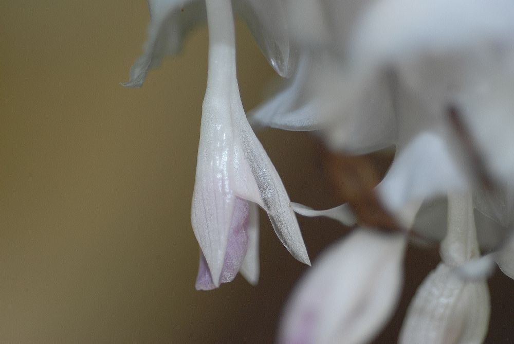 Marantaceae Calathea burle-marxii