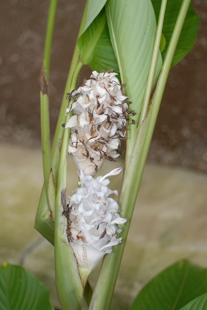 Marantaceae Calathea burle-marxii