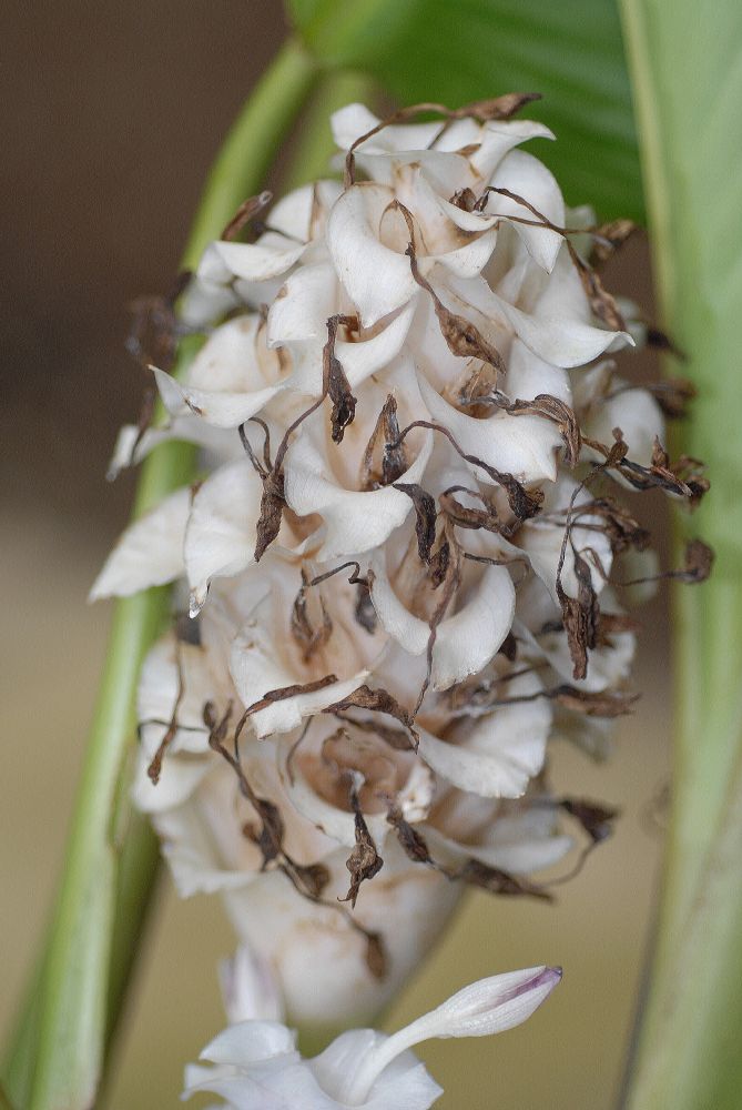 Marantaceae Calathea burle-marxii