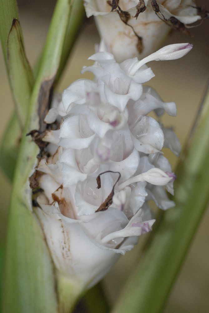 Marantaceae Calathea burle-marxii