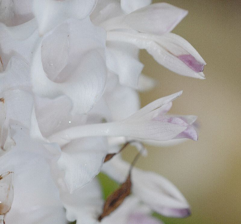 Marantaceae Calathea burle-marxii